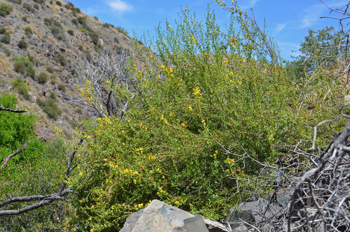 Snapdragon Penstemon is a relatively large shrub that grows up to 5 feet tall or so with spreading or erect stems. Keckiella antirrhinoides